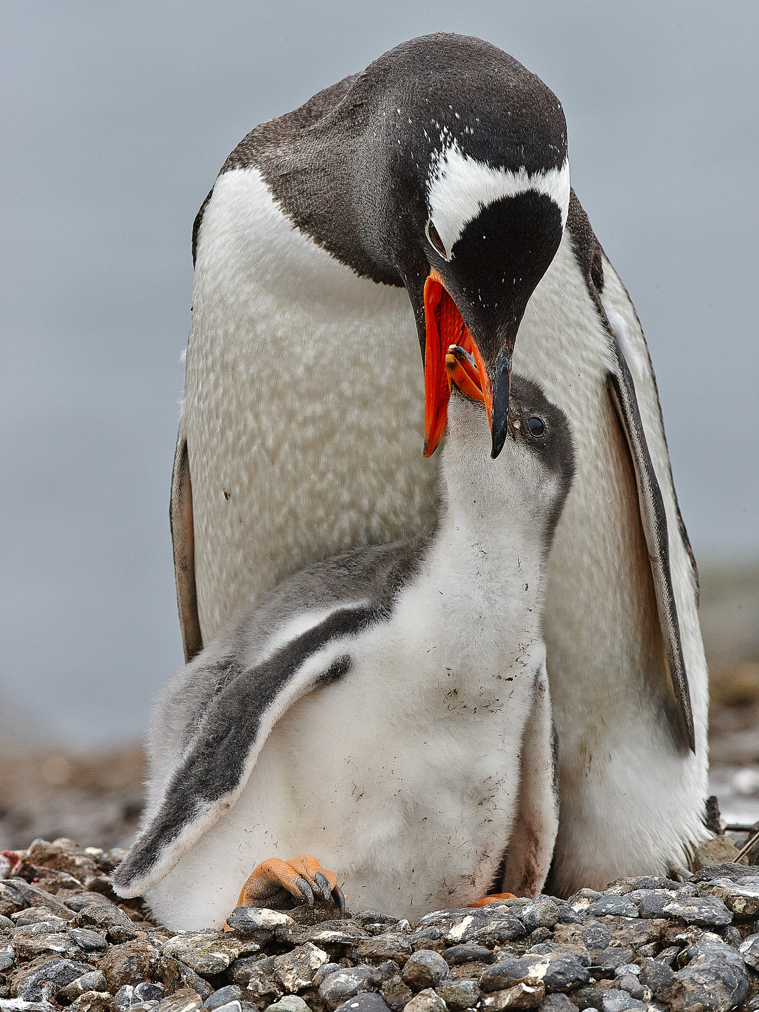 gentoo penguin with chick